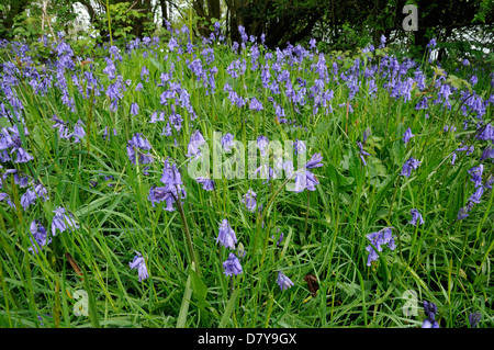 Glockenblumen - Hyacinthoides non-Scriptus In nassem Rasen mit Morgentau und alte Hecke Stockfoto