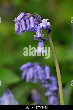 Bluebell - Hyacinthoides non Scriptus Einzelblüte diffuses grün Hintergrund Stockfoto