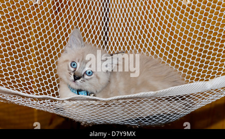 Eine süße siamesische Balinese Kätzchen liegen in der Hängematte. Stockfoto