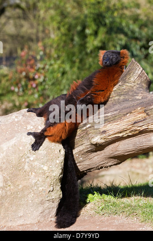 roten Ruffed lemur Stockfoto