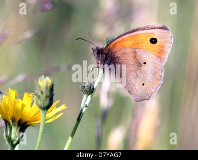 Nahaufnahme von einer Wiese Braun (Maniola Jurtina) Schmetterling posiert auf einer Blume Stockfoto