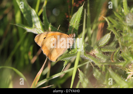 Nahaufnahme eines Schmetterlings Wiese Braun (Maniola Jurtina) Stockfoto