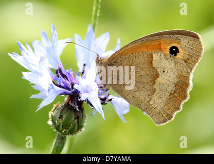 Detaillierte Makro Nahaufnahme von einer Wiese Braun (Maniola Jurtina) Schmetterling posiert auf die Kornblume (Centaurea Cyanus) Stockfoto