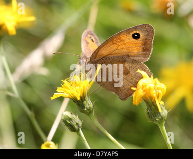 Nahaufnahme von einer Wiese Braun (Maniola Jurtina) Schmetterling posiert auf einer Blume Stockfoto