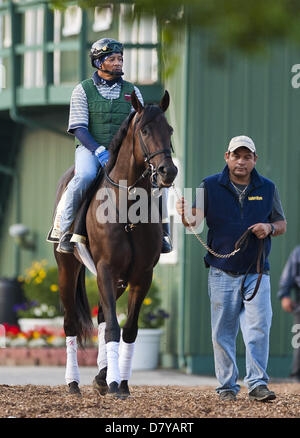 Baltimore, Maryland, USA. 15. Mai 2013. Itsmuyluckyday Köpfe, die Strecke in Vorbereitung für den Preakness bei Pimlico Race Course am 15. Mai 2013. (Bild Kredit: Kredit: Scott Serio/Eclipse/ZUMAPRESS.com/Alamy Live-Nachrichten) Stockfoto