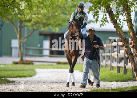 Baltimore, Maryland, USA. 15. Mai 2013. Itsmuyluckyday Köpfe, die Strecke in Vorbereitung für den Preakness bei Pimlico Race Course am 15. Mai 2013. (Bild Kredit: Kredit: Scott Serio/Eclipse/ZUMAPRESS.com/Alamy Live-Nachrichten) Stockfoto