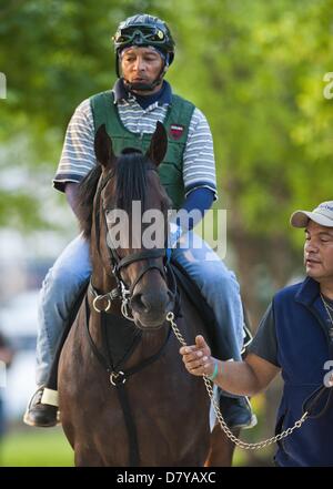 Baltimore, Maryland, USA. 15. Mai 2013. Itsmuyluckyday Köpfe, die Strecke in Vorbereitung für den Preakness bei Pimlico Race Course am 15. Mai 2013. (Bild Kredit: Kredit: Scott Serio/Eclipse/ZUMAPRESS.com/Alamy Live-Nachrichten) Stockfoto