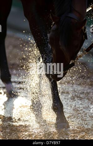 Baltimore, Maryland, USA. 15. Mai 2013. Baltimore, MD - Mai 15: Orb spielt mit dem Wasser bei einem morgendlichen Bad nach einem leichten Training bei Pimlico Race Course in Baltimore, MD am 15.05.13. (Bild Kredit: Kredit: Ryan Lasek/Eclipse/ZUMAPRESS.com/Alamy Live-Nachrichten) Stockfoto