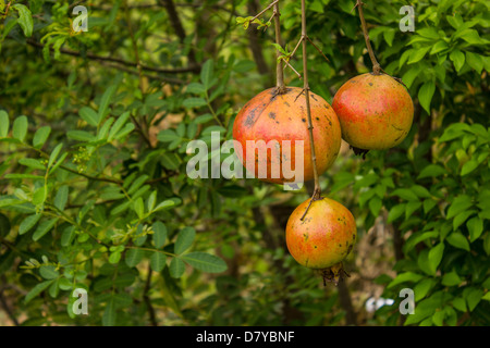 Die Bäume und Granatäpfel in Thai. Stockfoto