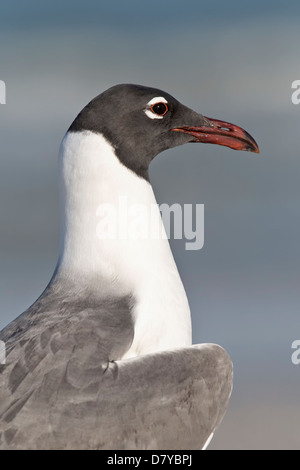 Lachend Gull Porträt - Gesichtsbesamung Nahaufnahme Stockfoto