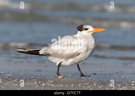 Königliche Tern wandern - nicht Zucht Gefieder Stockfoto