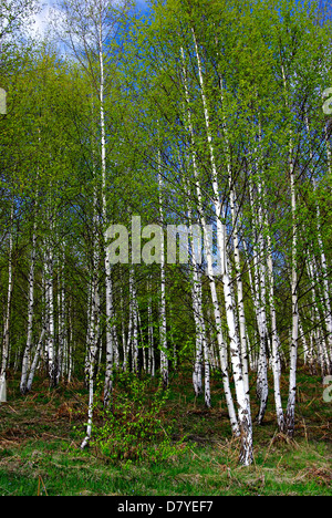 Junge Birkenwald im Frühling Sonnentag. Stockfoto