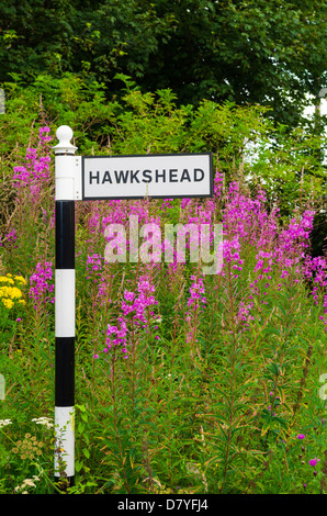 Rosebay Weidenröschen wächst hinter einem Straßenschild, Hawkshead in den Lake District National Park, Cumbria, England. Stockfoto