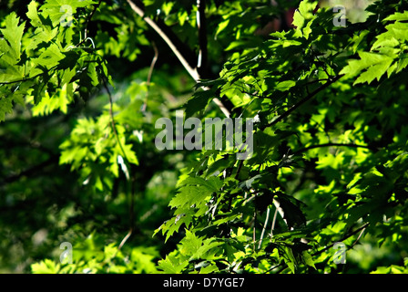 Platanus frische grüne Blätter und Krone am sonnigen Sommertag von der Sonne beleuchtet. Stockfoto