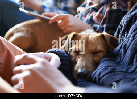 Hund schläft auf Eigentümer runden Stockfoto