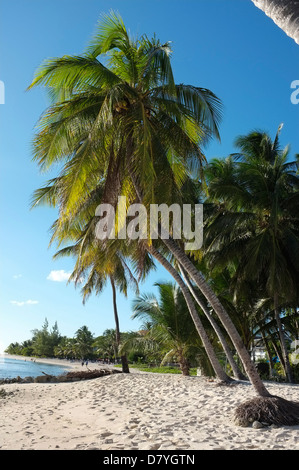 Palmen und der Strand an der Südküste von Barbados, Westindien Stockfoto