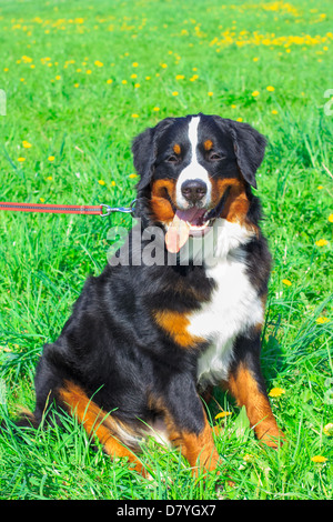 großer niedlicher Hund züchten Berner Berg sitzen und lächelnd auf grünen Frühling Rasen Stockfoto