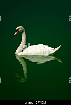 Weisser Schwan allein im grünen ruhigen Wasser schwimmen. Stockfoto