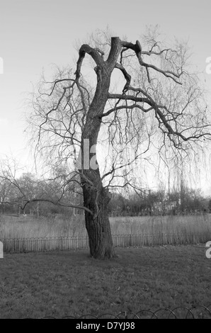 Baum im Regents Park in London, England Stockfoto