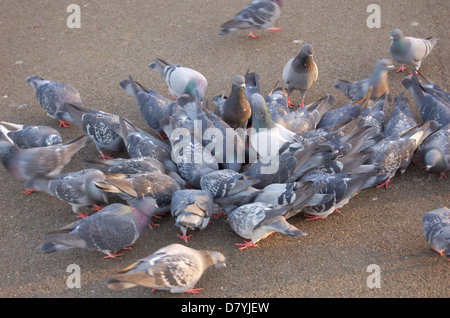 Herde von Tauben im Regents Park in London, England Stockfoto