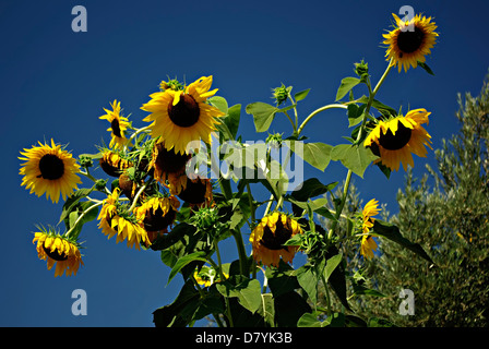 Große gelbe Sonnenblumen gegen klaren blauen Himmel bei sonnigen Sommertag. Stockfoto