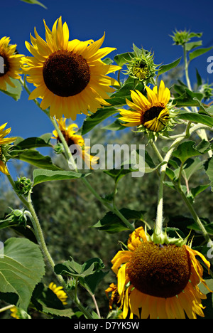 Große gelbe Sonnenblumen gegen klaren blauen Himmel bei sonnigen Sommertag. Stockfoto