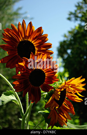 Große rote Sonnenblumen gegen klaren blauen Himmel bei sonnigen Sommertag. Stockfoto