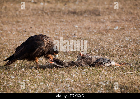 Phalcoboenus australis; gestreift; Karakara karakara; Stockfoto