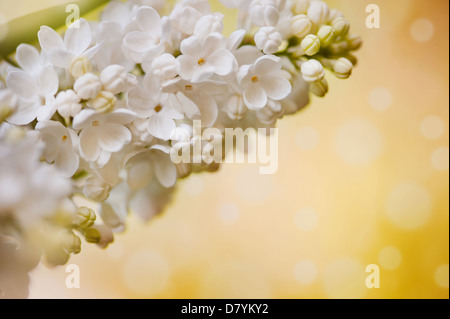 Weiße Syringa Vulgaris oder lila Blüten Stockfoto