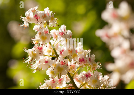 Zoom von Aesculus Blüten auf grün Stockfoto