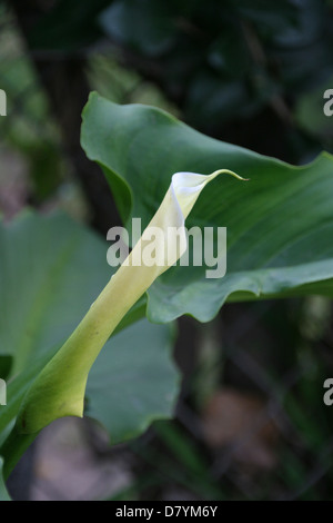 Junge Calla Lily Bloom Stockfoto