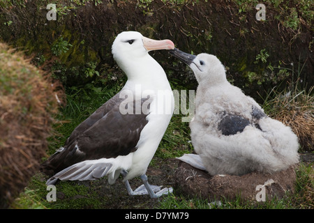 Schwarz der tiefsten Albatross; thalassarche melanophrys Stockfoto