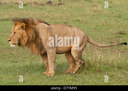 Männlicher Löwe (Panthera Leo) Duft markiert sein Territorium auf das Masai Mara National Reserve, Kenia, Ostafrika Stockfoto