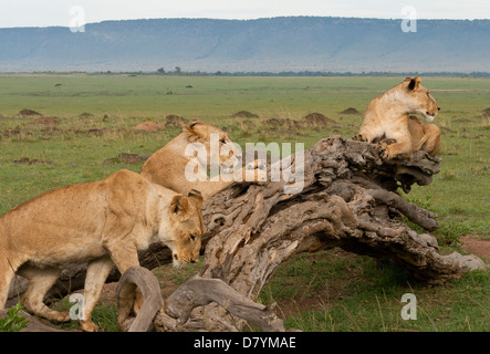 Drei Löwinnen (Panthera Leo) Schärfen der Krallen an einen alten umgestürzten Baum auf der Masai Mara National Reserve, Kenia, Ostafrika. Stockfoto