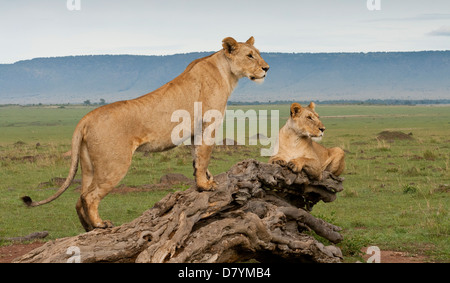 Zwei Löwinnen (Panthera Leo) noch steht und ein sitzen auf einem alten umgestürzten Baum auf der Masai Mara National Reserve, Kenia. Afrika Stockfoto