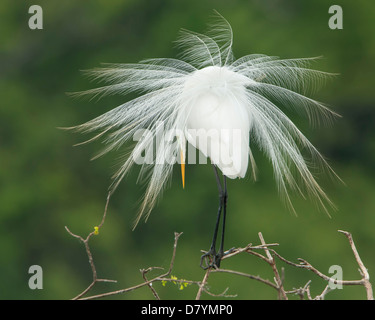 Ein Silberreiher (Ardea Alba) in der Zucht Gefieder, High Island, Texas Stockfoto
