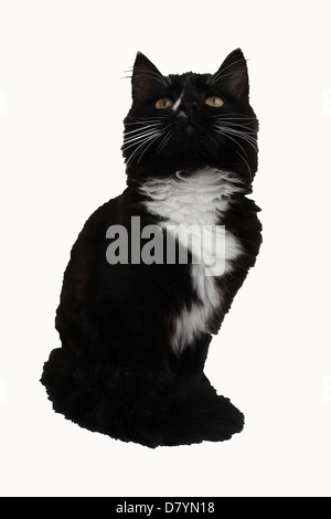 Schöne schwarze Katze auf einem weißen Hintergrund isoliert Stockfoto