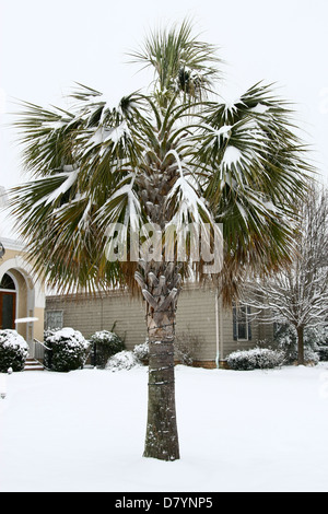 Eine Sabal Palmetto-Palme beugt mit Schnee während eines seltenen Schneesturms 2011 in Simpsonville, South Carolina, USA Stockfoto