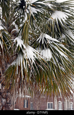 Eine Sabal Palmetto-Palme beugt mit Schnee während eines seltenen Schneesturms 2011 in Simpsonville, South Carolina, USA Stockfoto