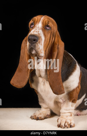 Erwachsenen dreifarbigen Basset Hound sitzen, schauen traurig Stockfoto