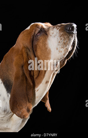 Nahaufnahme von einem Erwachsenen dreifarbigen Basset Hound schnuppern Stockfoto