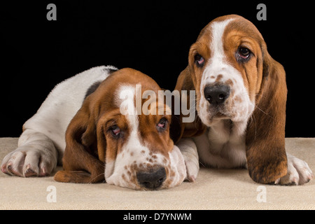 Zwei dreifarbigen Basset Hound Welpen suchen traurige liegend Stockfoto