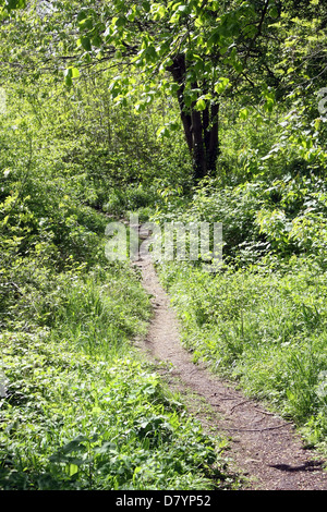 Sehr ländlichen Weg durch den Wald in Almondsbury, South Gloucester, Mai 2013 Stockfoto