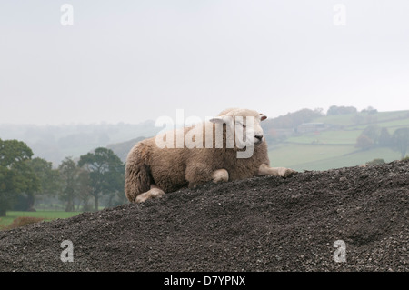 1 einsame Tier (Schaf) liegen auf Hügel aus Steinen Bauernhof Feld, entspannend & Suchen sleepy mit geschlossenen Augen - North Yorkshire, England, UK. Stockfoto