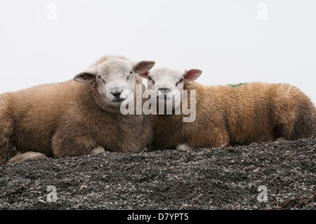 Zwei Tiere (Schafe) liegen auf Damm der Steine Nebeneinander, Köpfe zusammen, eindringlich anstarrt, posieren für die Kamera - North Yorkshire, England, UK. Stockfoto