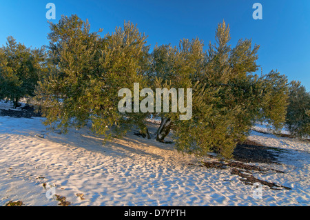 Olivenhaine und Schnee, Alcalá la Real, Jaen-Provinz, Region von Andalusien, Spanien, Europa Stockfoto