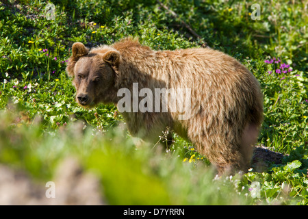 Grizzly Bär (Ursus Arctos Horribilis) in der Nähe von steinernen Kuppel, Denali National Park, Alaska, USA Stockfoto