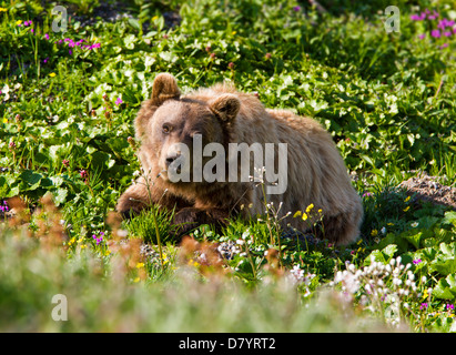 Grizzly Bär (Ursus Arctos Horribilis) in der Nähe von steinernen Kuppel, Denali National Park, Alaska, USA Stockfoto