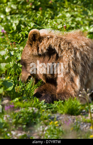 Grizzly Bär (Ursus Arctos Horribilis) in der Nähe von steinernen Kuppel, Denali National Park, Alaska, USA Stockfoto