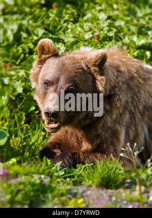 Grizzly Bär (Ursus Arctos Horribilis) in der Nähe von steinernen Kuppel, Denali National Park, Alaska, USA Stockfoto